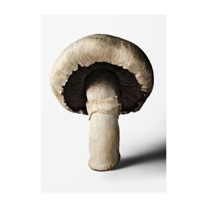 New Mags The Gourmand's Mushroom. A Collection of Stories & Recipes